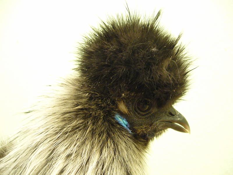 Munster 2009 174.jpg - Zwerg Seidenhühner mit Bart von Lukas Hansen